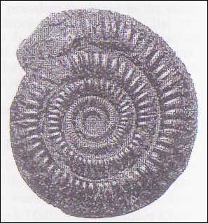 An Ammonite